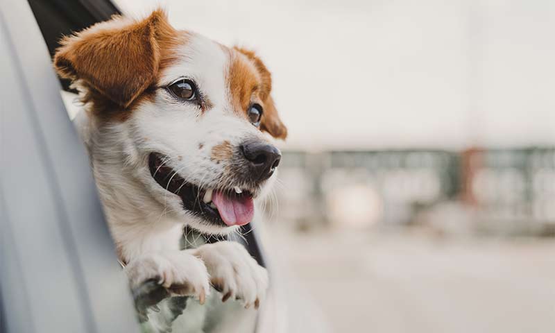 Hund fährt im Taxi mit